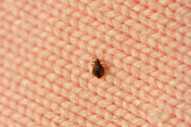 Bed-Bug-Treatment - Cypress Best Pest Pros | Cypress, CA | 657-300-3174