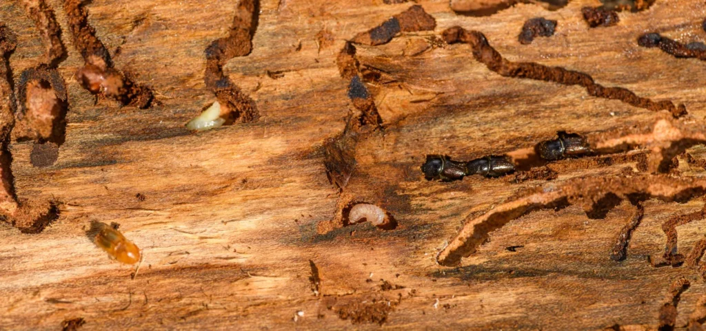 Is Your Home at Risk for Termite Damage - Cypress Best Pest Pros | Cypress, CA | 657-300-3174