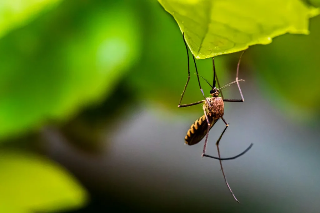 Mosquito-Control-for-Every-Outdoor-Space - Cypress Best Pest Pros | Cypress, CA | 657-300-3174