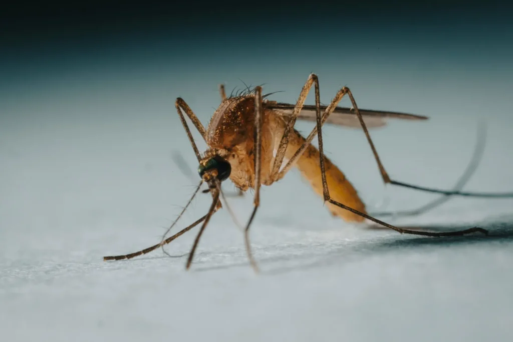 Protect Your Family from Mosquito-Borne-Diseases - Cypress Best Pest Pros | Cypress, CA | 657-300-3174