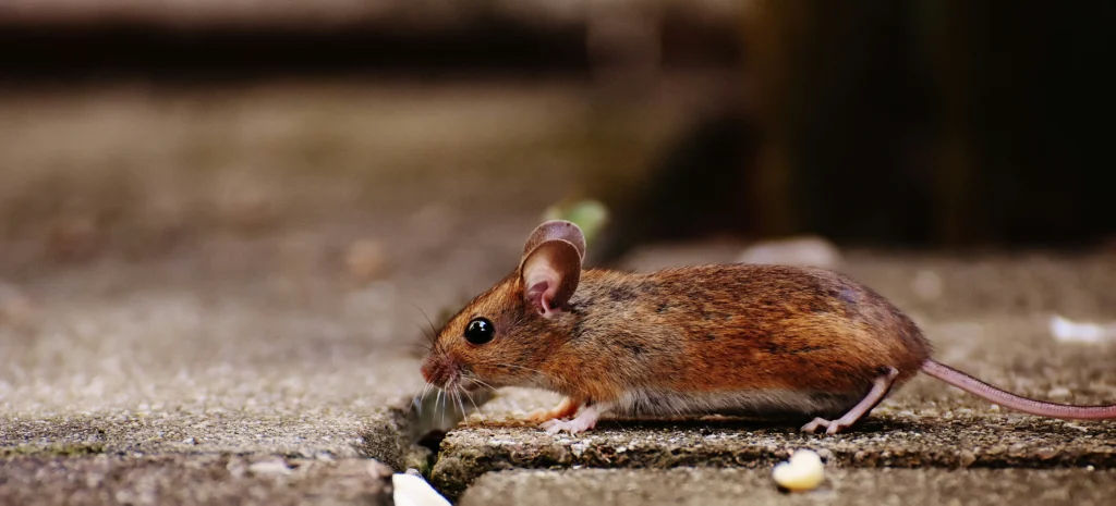 Residential-Commercial-Rodent-Solutions - Cypress Best Pest Pros | Cypress, CA | 657-300-3174