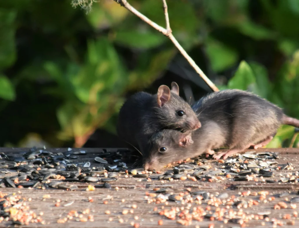 Rodent-Removal - Cypress Best Pest Pros | Cypress, CA | 657-300-3174