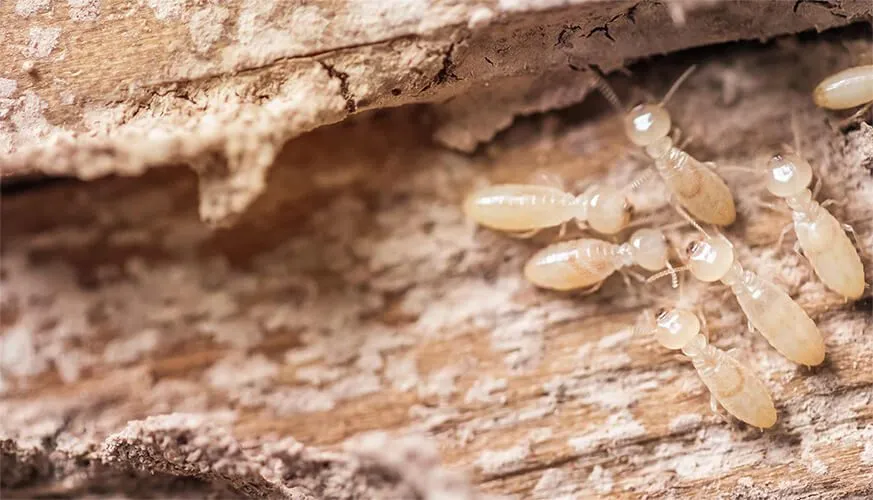 Signs You May Have a Termite Infestation - Cypress Best Pest Pros | Cypress, CA | 657-300-3174