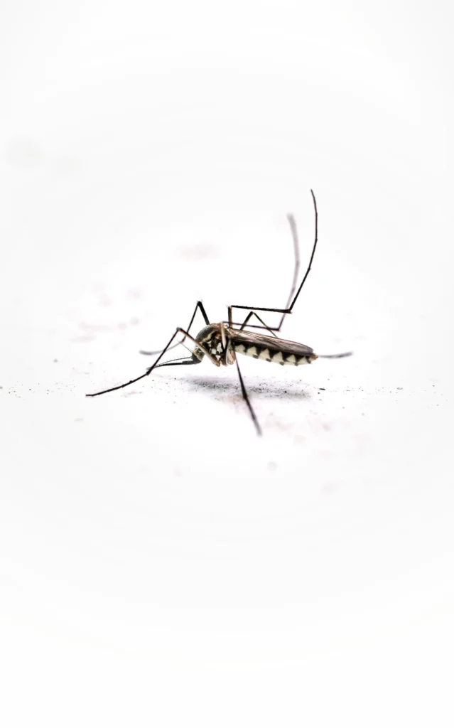Tired of Mosquitoes Ruining Your Evenings - Cypress Best Pest Pros | Cypress, CA | 657-300-3174