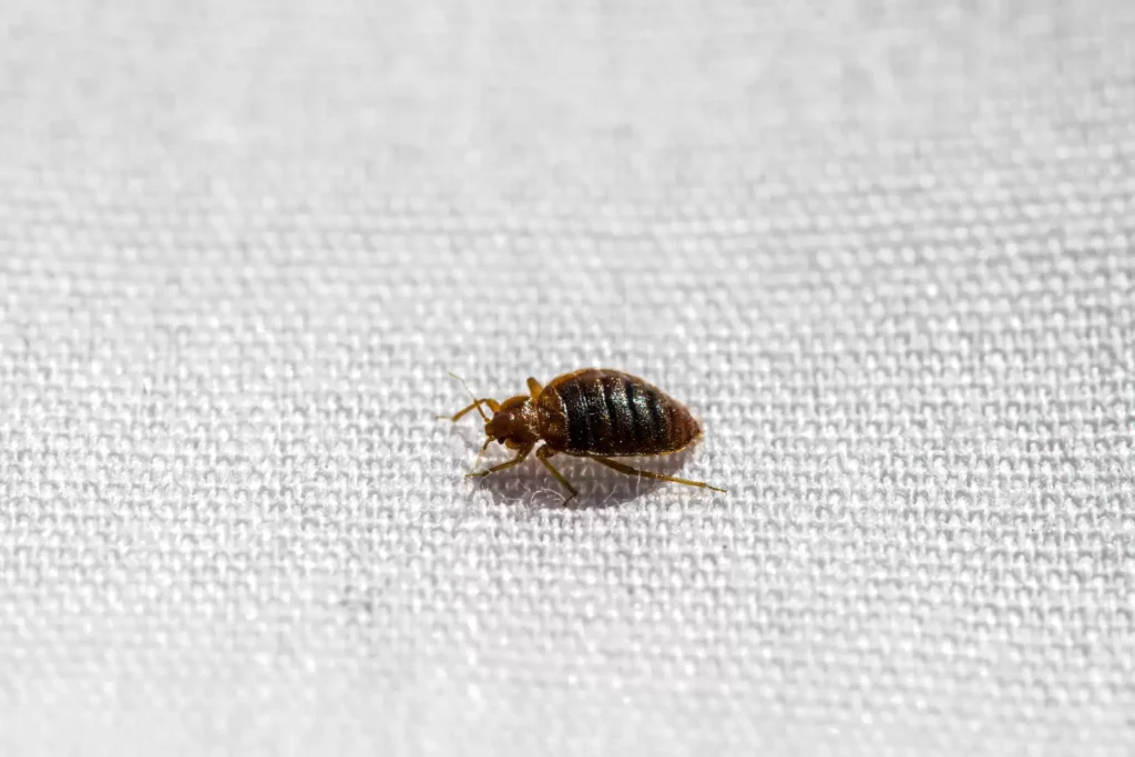 Why Bed Bug Heat Treatments Work Best - Cypress Best Pest Pros | Cypress, CA | 657-300-3174
