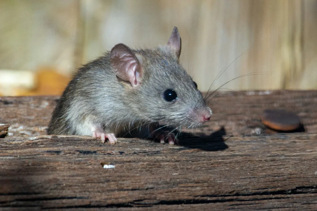 Why-Choose-Our-Rodent-Exterminators - Cypress Best Pest Pros | Cypress, CA | 657-300-3174